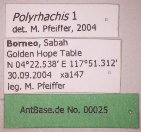 Foto Polyrhachis bicolor Smith,1858 Label