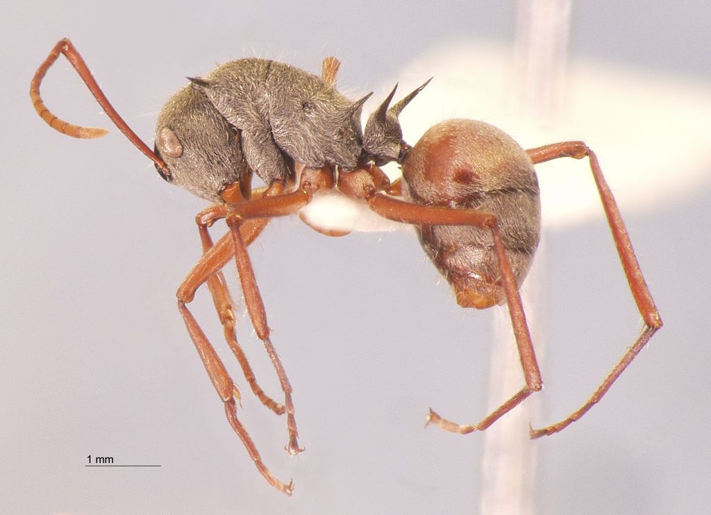 Foto Polyrhachis bicolor Smith,1858 lateral
