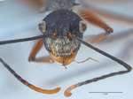 Polyrhachis bicolor Smith,1858 frontal