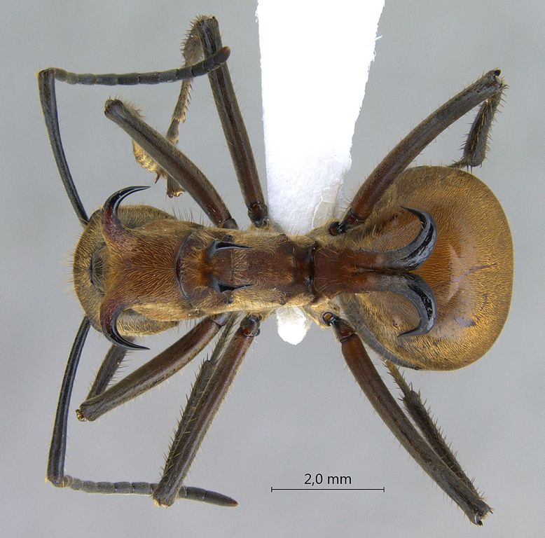 Foto Polyrhachis bihamata Drury, 1773 unbekannt