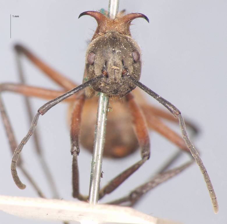 Foto Polyrhachis bihamata Drury, 1773 frontal