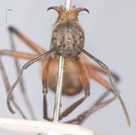 Polyrhachis bihamata Drury, 1773 frontal