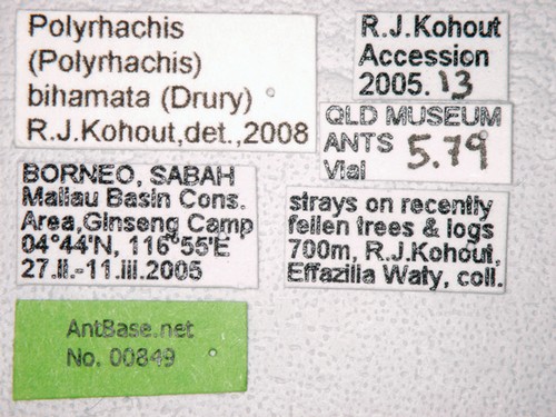 Polyrhachis bihamata Drury, 1773 Label