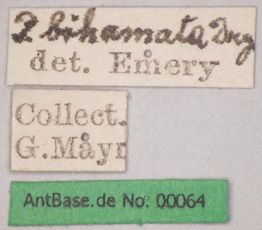 Foto Polyrhachis bihamata Drury, 1773 Label