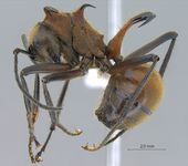 Polyrhachis bihamata Drury, 1773 lateral