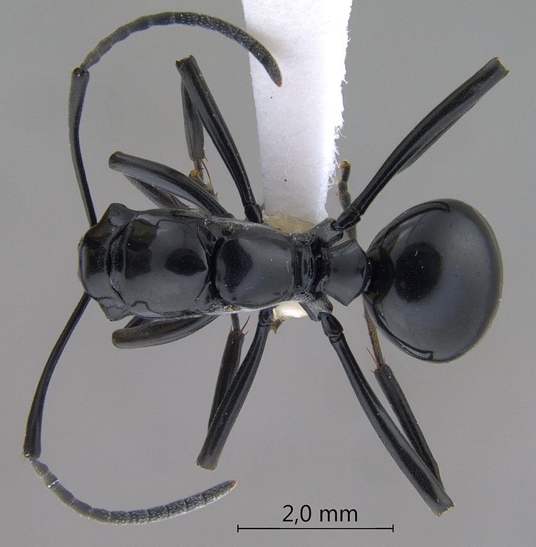 Foto Polyrhachis boltoni Dorow&Kohout,1995 dorsal