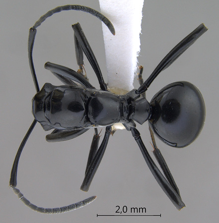 Polyrhachis boltoni Dorow&Kohout,1995 dorsal