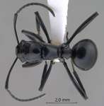 Polyrhachis boltoni Dorow&Kohout,1995 dorsal