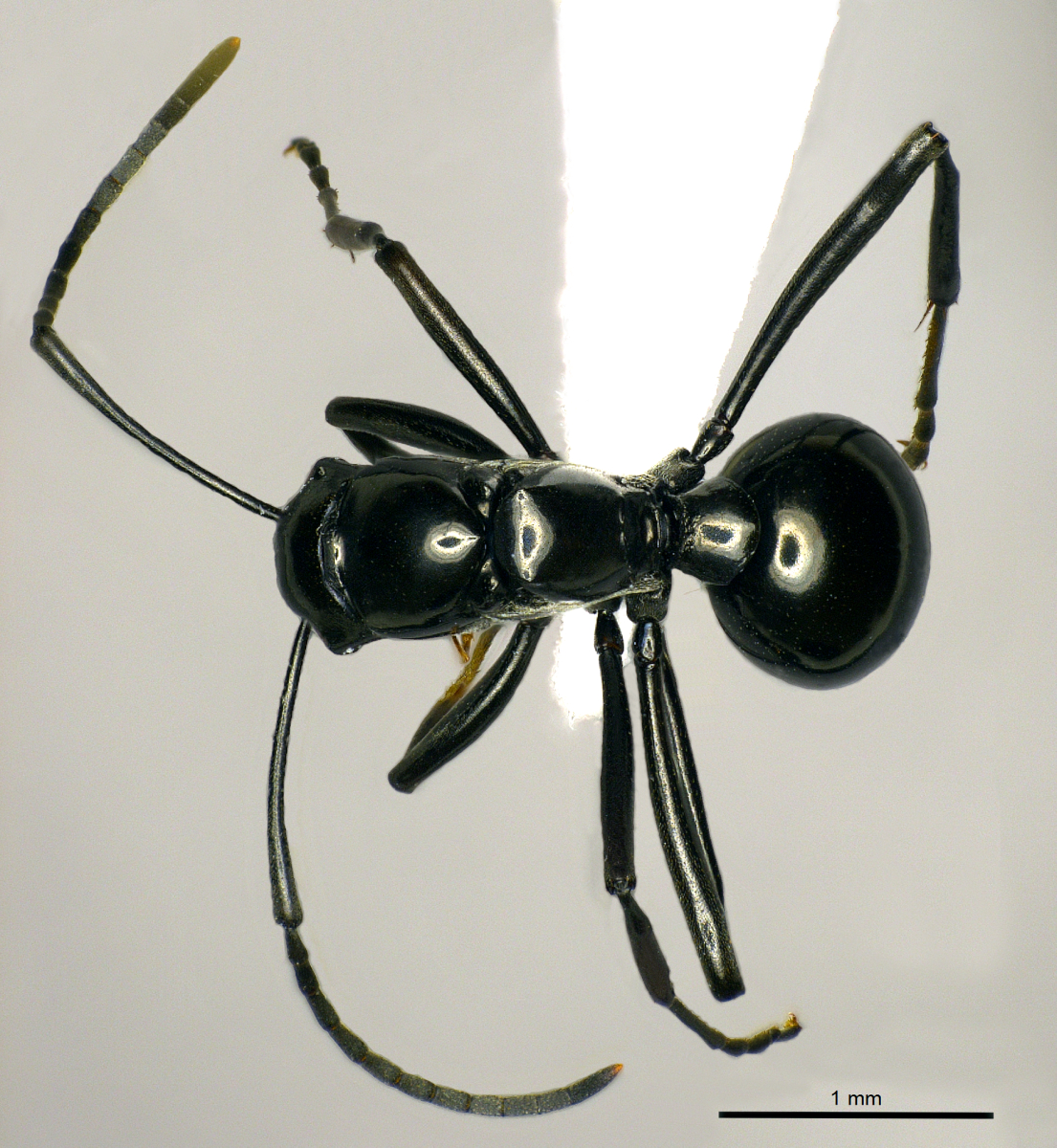 Foto Polyrhachis boltoni Dorow&Kohout,1995 dorsal