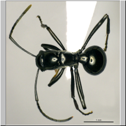 Polyrhachis boltoni Dorow&Kohout,1995 dorsal