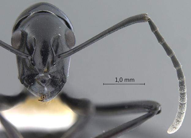 Polyrhachis boltoni Dorow&Kohout,1995 frontal