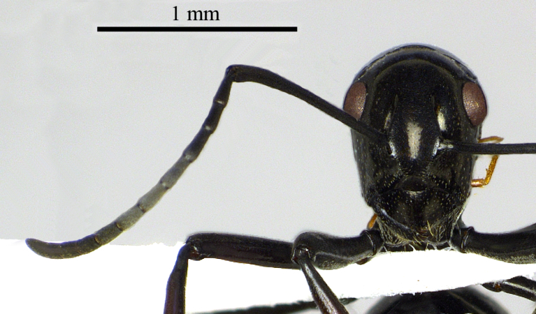 Polyrhachis boltoni Dorow&Kohout,1995 frontal