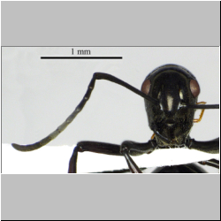 Polyrhachis boltoni Dorow&Kohout,1995 frontal