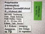 Polyrhachis boltoni Dorow&Kohout,1995 Label