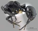 Polyrhachis boltoni Dorow&Kohout,1995 lateral