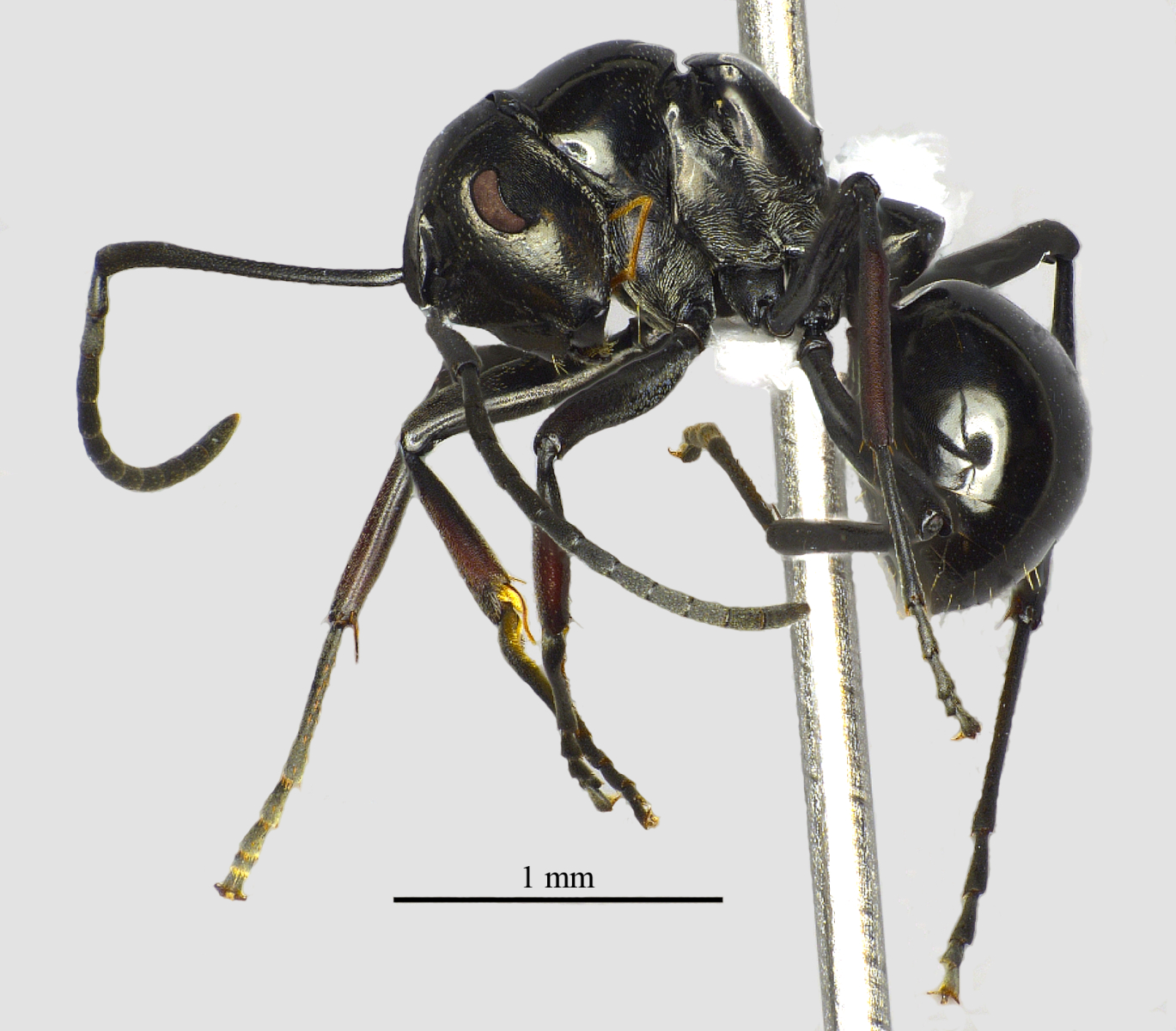 Foto Polyrhachis boltoni Dorow&Kohout,1995 lateral