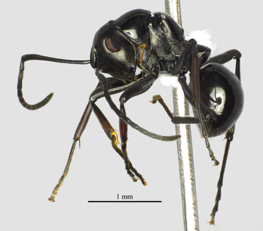 Polyrhachis boltoni Dorow&Kohout,1995 lateral