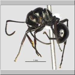 Polyrhachis boltoni Dorow&Kohout,1995 lateral