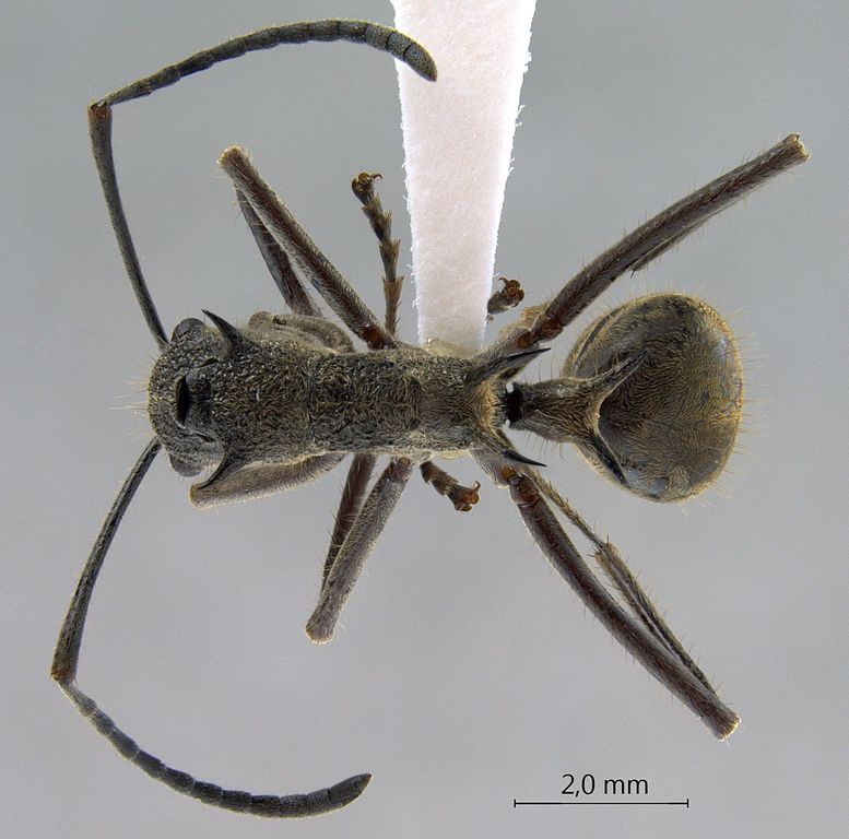 Foto Polyrhachis calypso Forel, 1911 dorsal