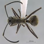 Polyrhachis calypso Forel, 1911 dorsal