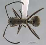 Polyrhachis calypso Forel, 1911 dorsal