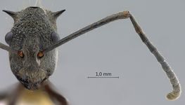 Polyrhachis calypso Forel, 1911 frontal