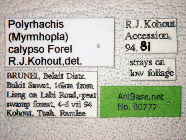 Foto Polyrhachis calypso Forel, 1911 Label