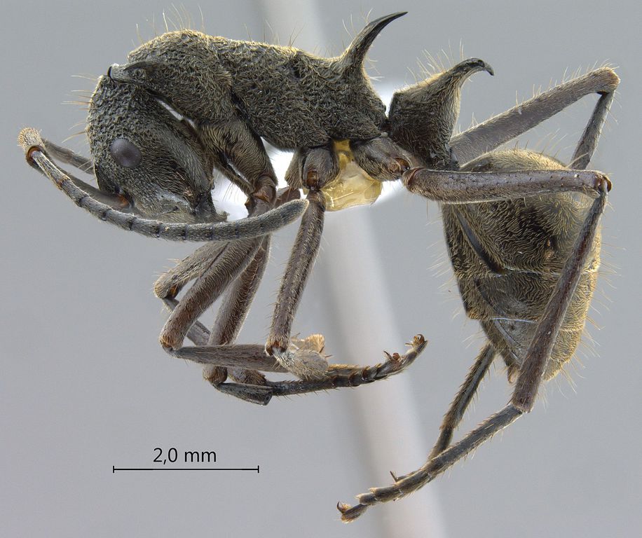 Foto Polyrhachis calypso Forel, 1911 lateral