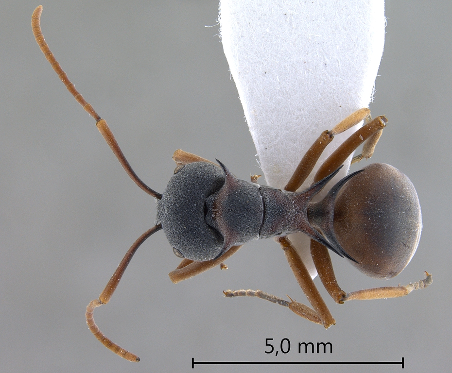 Foto Polyrhachis cephalotes Emery,1893 dorsal