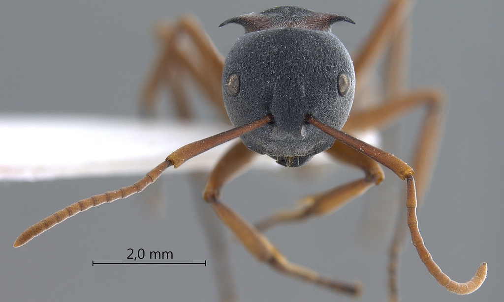 Foto Polyrhachis cephalotes Emery,1893 frontal