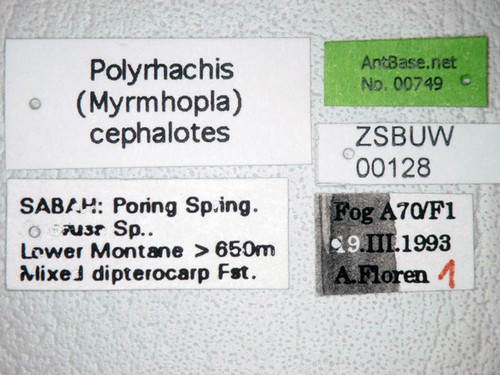 Polyrhachis cephalotes Emery,1893 Label