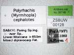 Polyrhachis cephalotes Emery,1893 Label