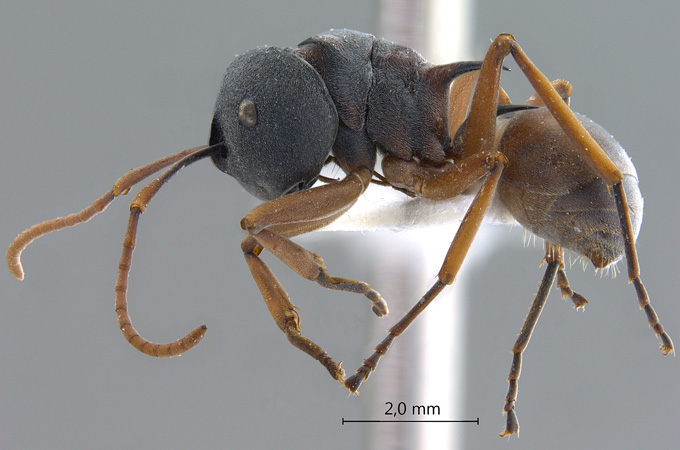 Polyrhachis cephalotes Emery,1893 lateral