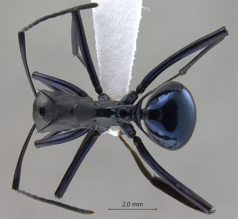 Foto Polyrhachis chalybea Smith, 1857 dorsal