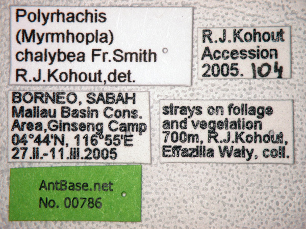 Foto Polyrhachis chalybea Smith, 1857 Label