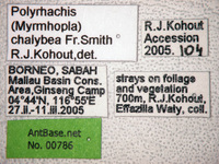 Polyrhachis chalybea Smith, 1857 Label