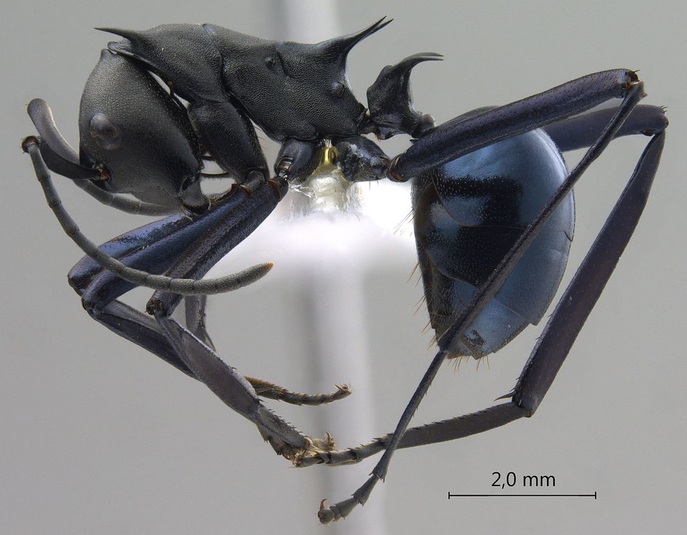 Foto Polyrhachis chalybea Smith, 1857 lateral