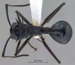 Polyrhachis craddocki Bingham, 1903 dorsal