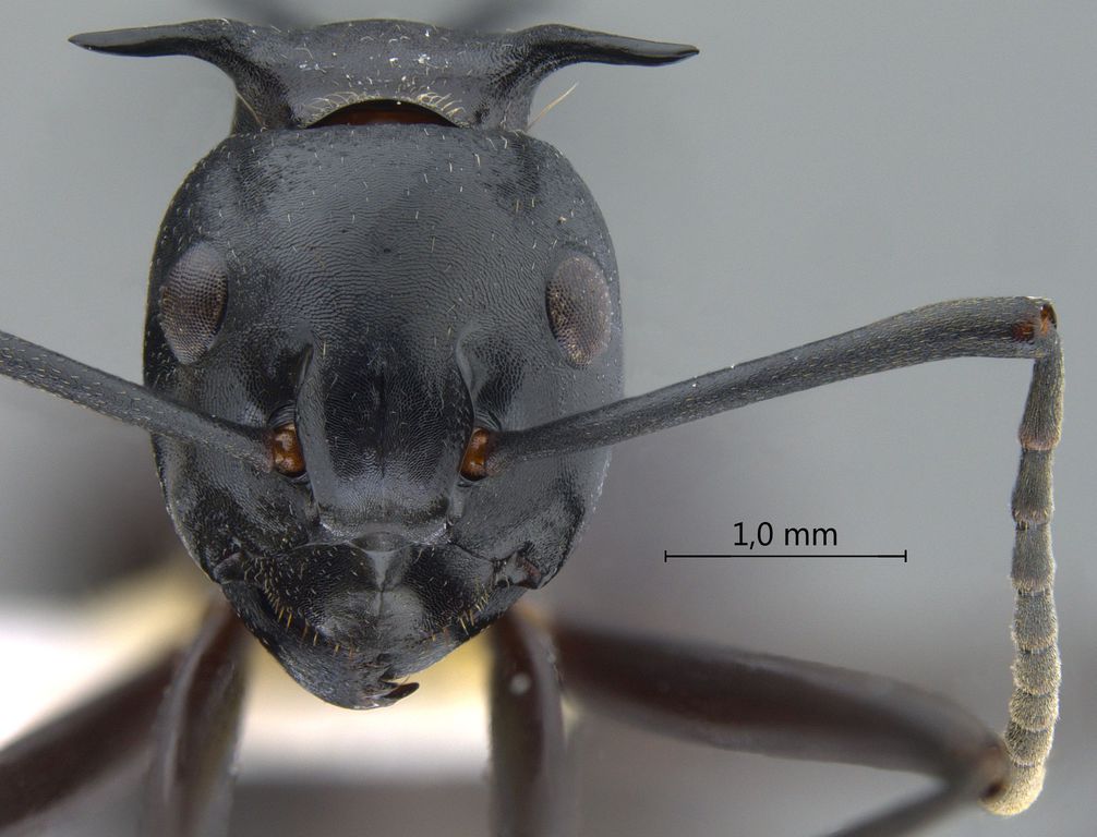 Foto Polyrhachis craddocki Bingham, 1903 frontal