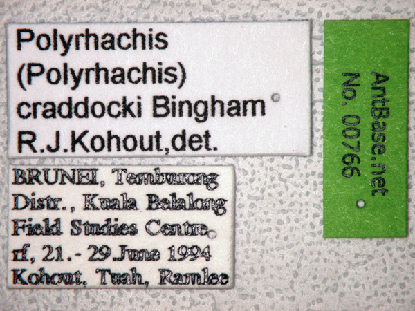 Foto Polyrhachis craddocki Bingham, 1903 Label