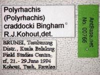 Polyrhachis craddocki Bingham, 1903 Label