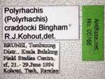 Polyrhachis craddocki Bingham, 1903 Label