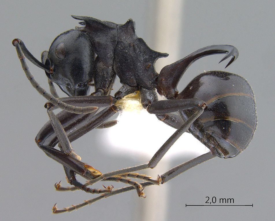 Foto Polyrhachis craddocki Bingham, 1903 lateral