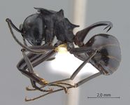 Polyrhachis craddocki Bingham, 1903 lateral