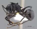 Polyrhachis craddocki Bingham, 1903 lateral