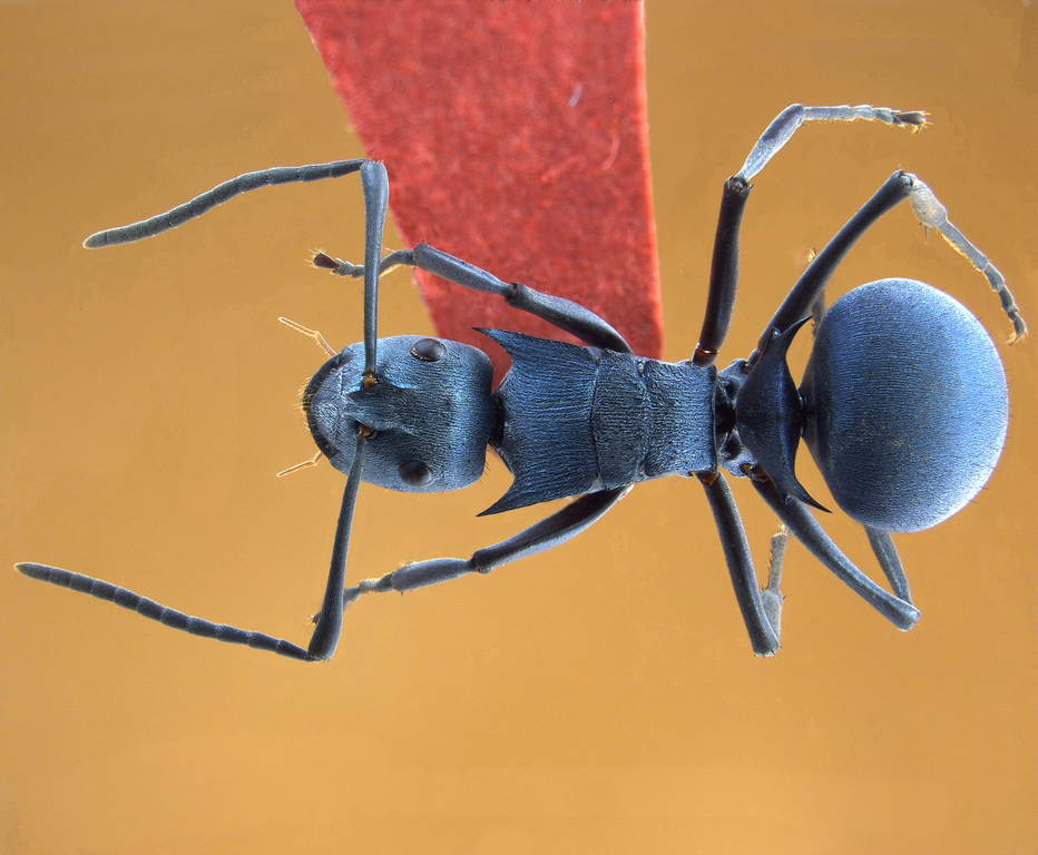 Foto Polyrhachis cyaniventris Smith, 1858 dorsal