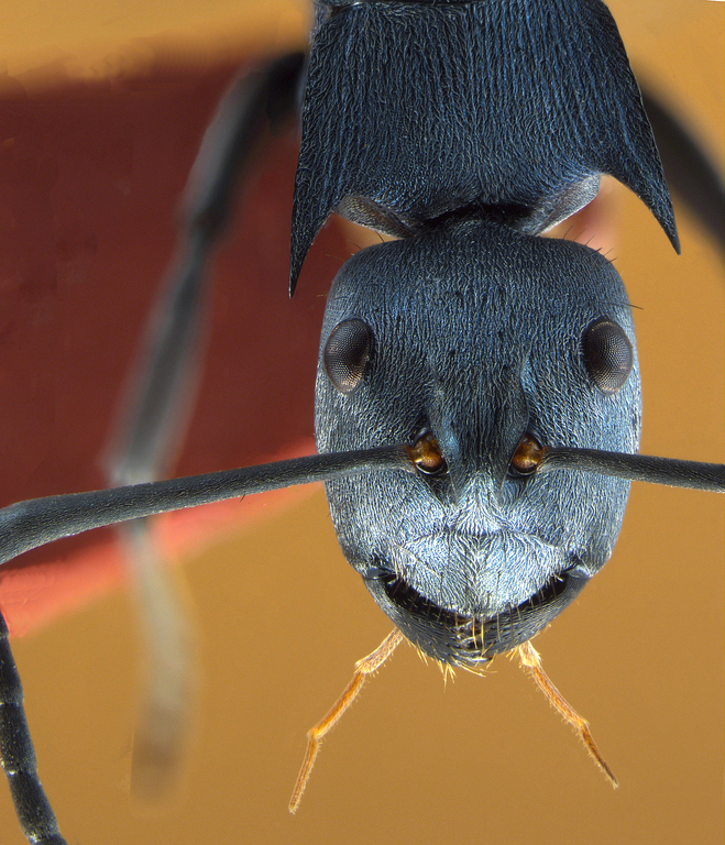 Foto Polyrhachis cyaniventris Smith, 1858 frontal