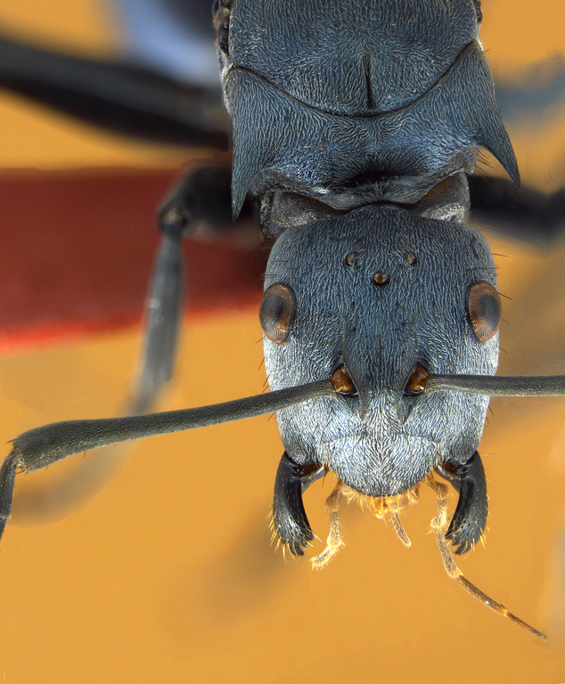 Foto Polyrhachis cyaniventris Smith, 1858 frontal