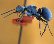 Polyrhachis cyaniventris Smith, 1858 lateral