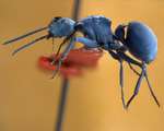 Polyrhachis cyaniventris Smith, 1858 lateral